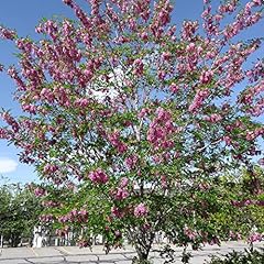 Purple black locust for sale  Delivered anywhere in USA 