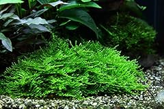 Tropica pianta per usato  Spedito ovunque in Italia 