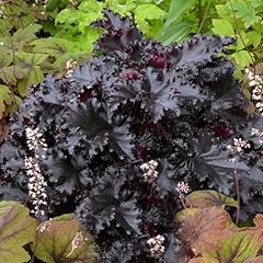 Pianta vera heuchera usato  Spedito ovunque in Italia 
