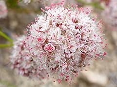 100 eriogonum fasciculatum for sale  Delivered anywhere in USA 