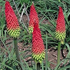 Red hot poker for sale  Delivered anywhere in UK