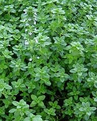 Clovers garden english for sale  Delivered anywhere in USA 
