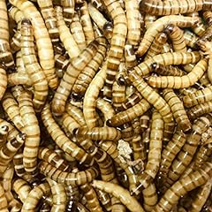 morio worms for sale  Delivered anywhere in UK