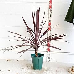 Cordyline 248369 purple for sale  Delivered anywhere in USA 
