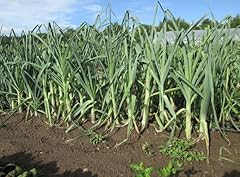 Leek bulgarian giant for sale  Delivered anywhere in UK