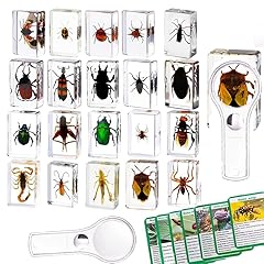 Resin insects real for sale  Delivered anywhere in UK