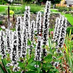 Giant hyssop white for sale  Delivered anywhere in UK