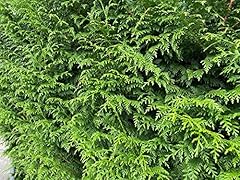 Thuja plicata gelderland for sale  Delivered anywhere in UK