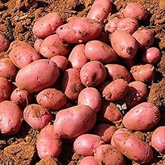 Saterkali semi patate usato  Spedito ovunque in Italia 
