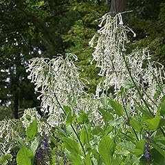 Flower seed nicotiana for sale  Delivered anywhere in UK