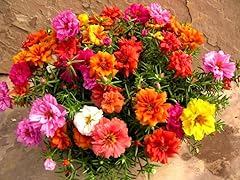 Moss rose double for sale  Delivered anywhere in UK
