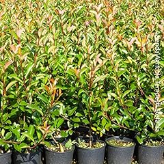 Photinia red robin usato  Spedito ovunque in Italia 