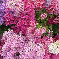 Schizanthus dwarf bouquet for sale  Delivered anywhere in UK
