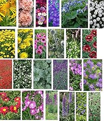 Cottage garden flower for sale  Delivered anywhere in UK