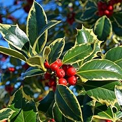 Golden king holly for sale  Delivered anywhere in UK