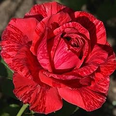 Red intuition rosa usato  Spedito ovunque in Italia 