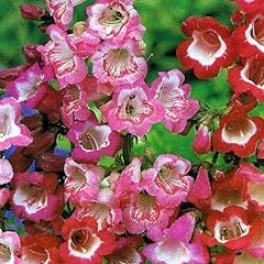 Pack penstemon mixed for sale  Delivered anywhere in Ireland