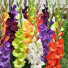Gladioli mixed bulbs for sale  Delivered anywhere in UK