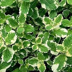 Pineapple mint aromatic for sale  Delivered anywhere in UK