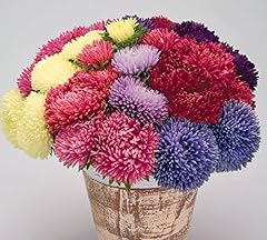 Seeds aster powder usato  Spedito ovunque in Italia 