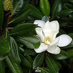 Magnolia grandiflora pcs d'occasion  Livré partout en France