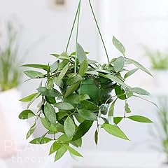 Plant theory 30cm for sale  Delivered anywhere in UK