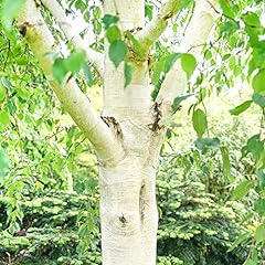 Betula utilis grayswood for sale  Delivered anywhere in UK