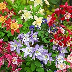 Aquilegia garden ready for sale  Delivered anywhere in UK