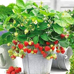 Lot plants fraisiers d'occasion  Livré partout en France