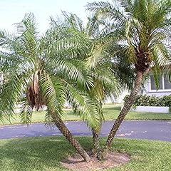 Palm beach medicinal for sale  Delivered anywhere in USA 