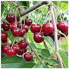 Morello cherry tree for sale  Delivered anywhere in UK