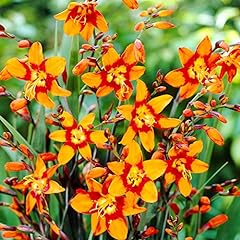 Emily mckenzie crocosmia for sale  Delivered anywhere in USA 
