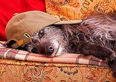 Lurcher greeting card for sale  Delivered anywhere in UK