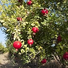 Russian pomegranate salavatski for sale  Delivered anywhere in USA 