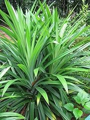 Live pandanus amaryllifolius for sale  Delivered anywhere in USA 