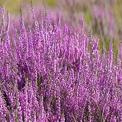 100 calluna vulgaris for sale  Delivered anywhere in USA 
