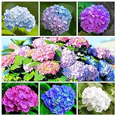 Mixed color hydrangea for sale  Delivered anywhere in USA 