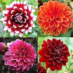 Dahlia decorative mix for sale  Delivered anywhere in Ireland