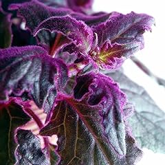 Gynura aurantiaca purple for sale  Delivered anywhere in USA 