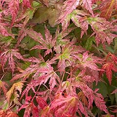 Acer palmatum phoenix for sale  Delivered anywhere in Ireland