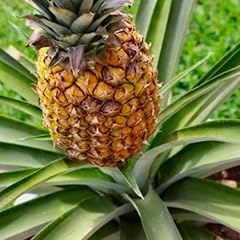 Gold pineapple plant for sale  Delivered anywhere in USA 