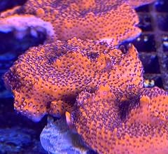 Coralslover live saltwater for sale  Delivered anywhere in USA 