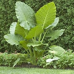 Elephant ears bulb for sale  Delivered anywhere in USA 