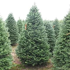 Balsam fir seeds for sale  Delivered anywhere in USA 