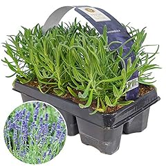 Lavender angustifolia fragrant for sale  Delivered anywhere in Ireland