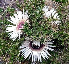 Silberdistel carlina acaulis gebraucht kaufen  Wird an jeden Ort in Deutschland