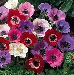 Caen anemone windflowers for sale  Delivered anywhere in USA 