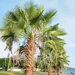 Plant seeds washingtonia for sale  Delivered anywhere in Ireland