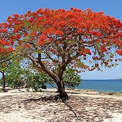 Royal poinciana seeds for sale  Delivered anywhere in USA 