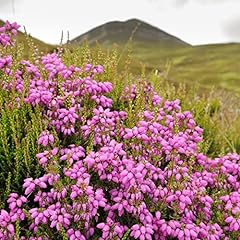 Scotch heather seeds for sale  Delivered anywhere in USA 